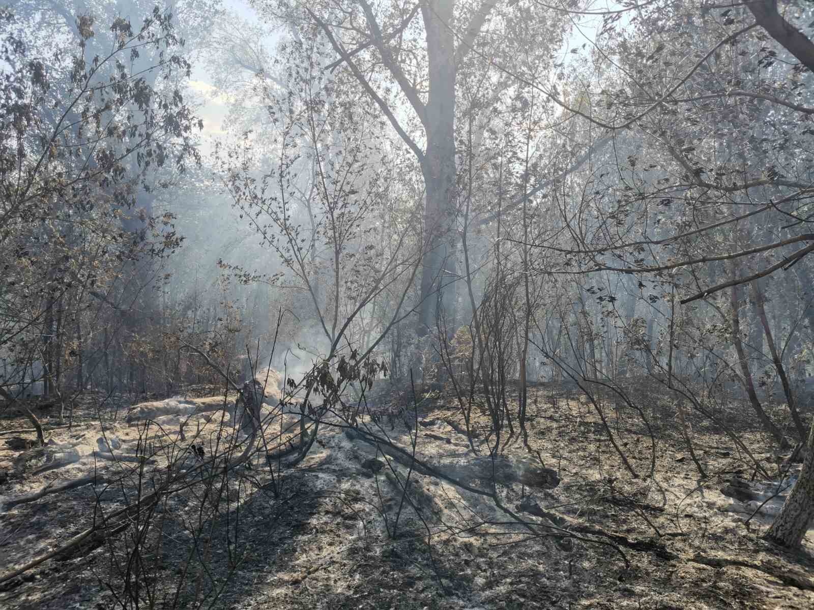 Погода осинки. Пожар в СНТ Осинка. Ландшафтный пожар. Пожар в СНТ Осинка Чеховский район. Пожар в СНТ Гарболово озеро 3 декабря.